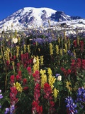 Wildflowers Blooming in Meadow