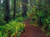 Trail Through Redwood Trees