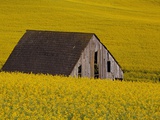 Decaying Barn and Canola Field
