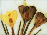 Crocus