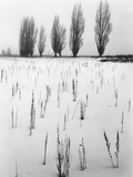 Snowy Landscape