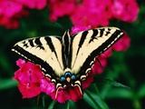 Western Tiger Swallowtail Butterfly