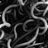 Kelp
