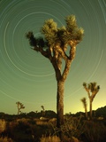 Star Trails and Joshua Trees