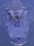 American Alligator in Water