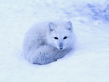 Arctic Fox Lying on Snow