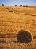 Harvested Fields of Hay