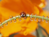 Ladybug Crawling