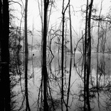 Reflection of Swamp