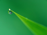 Dew Drop on a Leaf