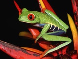 Red-Eyed Leaf Frog