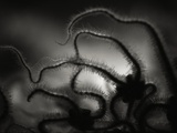 Arms of a Starfish