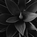Close View of a Desert Plant
