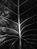 Leaf by Brett Weston