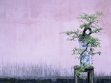 Tree in Vase and Pink Wall