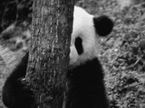 Panda Behind a Tree