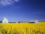 Spring Canola Crop