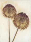 Allium I
