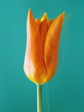 Orange Tulip