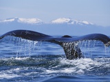 Tail of Surfacing Humpback Whale