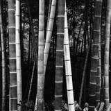 Bamboo Forest