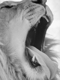 Yawning Lion