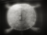 Shell of a Turtle