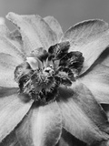 Delphinium