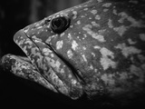 Grouper