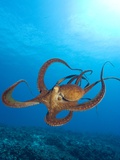 Octopus cyanea or Day Octopus