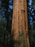 General Sherman Tree