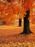 Maple Trees in Autumn