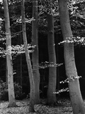 Beech Forest