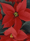 Poinsettia