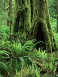 Moss Growing on Trees in Rainforest