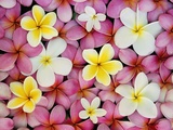 Plumeria Flowers