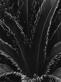 Palm Fronds