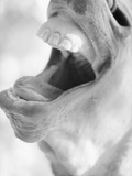 Horse's Opened Mouth