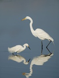 Snowy and Great Egrets