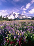 Wildflowers in Mt Rainier National Park