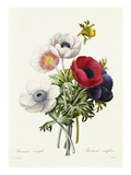 Anemone Simplex