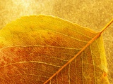 Autumn Leaf
