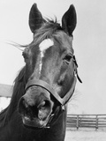 Man O' War Relaxing on His Farm