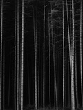 Aspen Forest by Brett Weston