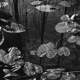 Lily Pond