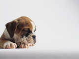 Bulldog Puppy