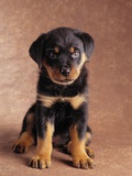 Rottweiler Puppy