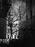 Bare Tree Below Buildings  Manhattan  1944