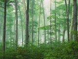 Maple Forest and Fog