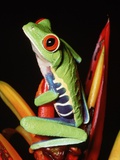 Red-Eyed Leaf Frog